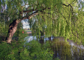 Картинка природа реки озера речка ива дерево англия