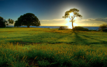 Картинка природа восходы закаты солнце деревья свет трава луг море