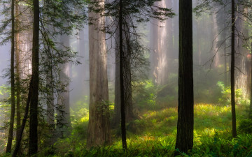 Картинка природа лес деревья пейзаж туман лето