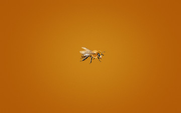 Картинка рисованные минимализм bee пчелка мелкая оранжевый фон