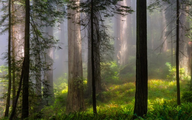 Обои картинки фото природа, лес, деревья, пейзаж, туман, лето