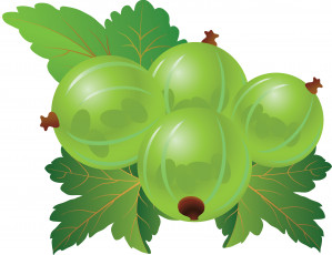 Картинка векторная+графика еда+ food крыжовник листья ягоды