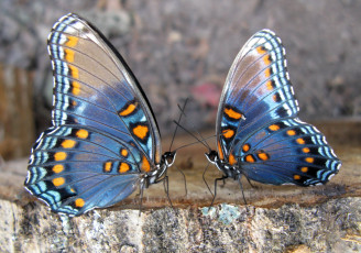 Картинка животные бабочки +мотыльки +моли камень симметрия две