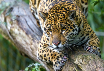 Картинка животные леопарды когти морда ягуар пятна хищник