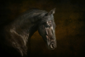 Картинка животные лошади красавец вороной конь лошадь профиль грива