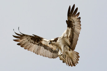 Картинка osprey животные птицы+-+хищники скопа