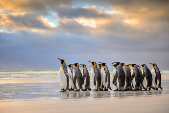 Картинка животные пингвины фолклендские острова королевские пляж атлантический океан