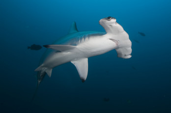 Картинка shark животные акулы хищник море акула рыбы