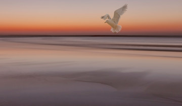 Картинка животные Чайки +бакланы +крачки чайка птица отлив море закат небо