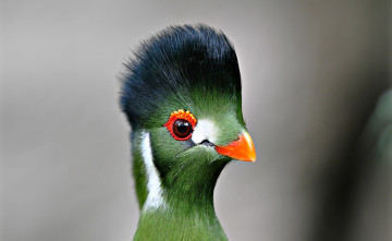 Картинка птица животные -+другое прикольная зелёная пташка