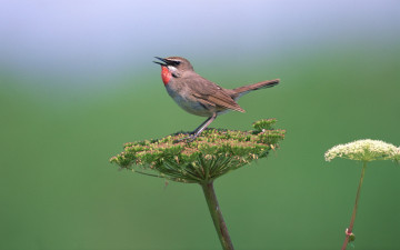 Картинка животные птицы укроп соцветие певчая птица