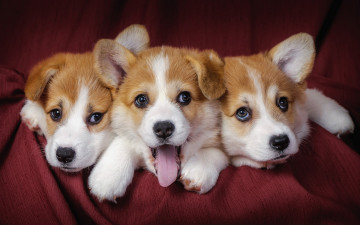 Картинка животные собаки тройня