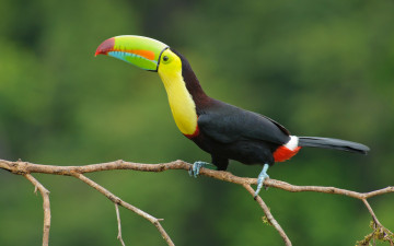 Картинка животные туканы цвета глаз ветка toucan beak eye branch colors тукан клюв