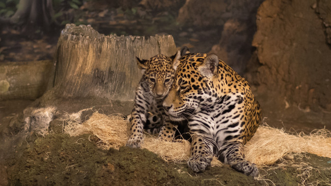 Обои картинки фото mother jaguar and cub, животные, Ягуары, малыш, ягуар