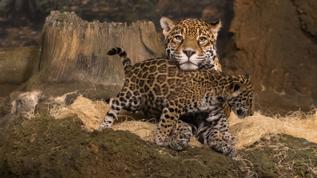 Обои картинки фото mother jaguar and cub, животные, Ягуары, малыш, ягуар