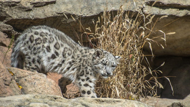 Обои картинки фото snow leopard, животные, снежный барс , ирбис