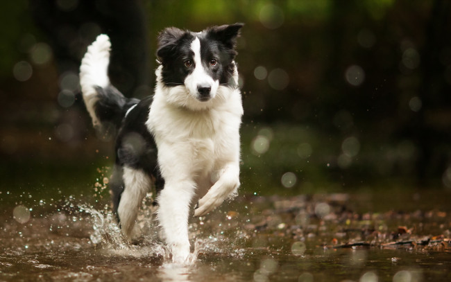 Обои картинки фото животные, собаки, вода, собака, bordercollie