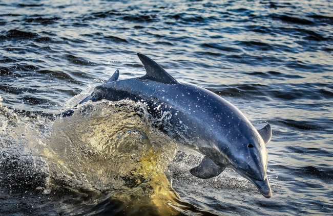 Обои картинки фото животные, дельфины, дельфин, океан