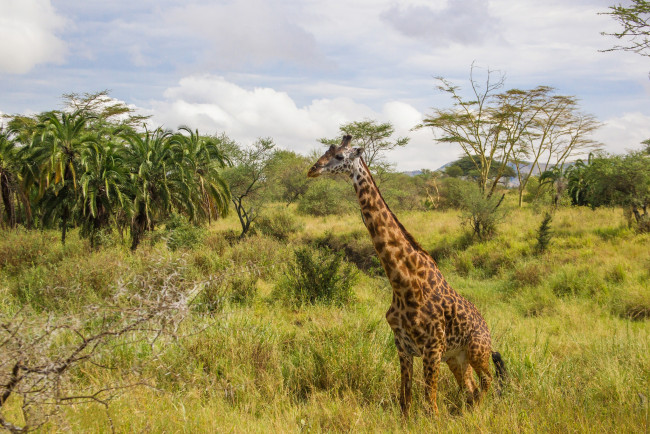 Обои картинки фото животные, жирафы, саванна, жираф