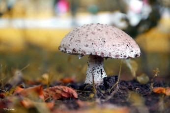 Картинка природа грибы макро пестрый