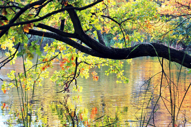 Обои картинки фото природа, реки, озера, вода, ствол, дерево