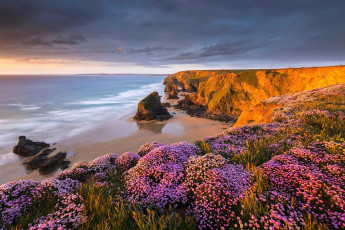 Картинка природа побережье цветы скалы море