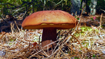 Картинка природа грибы польский