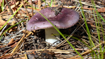 Картинка природа грибы сыроежка