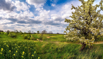 Картинка природа пейзажи дорога трава дерево поле весна рапс