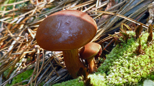 Обои картинки фото природа, грибы, польский