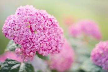 Картинка цветы гортензия гортензии розовый лето сад