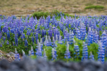 Картинка цветы люпин исландия пейзаж природы завод солнце зеленый цвет