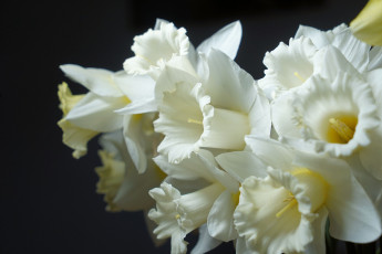 Картинка цветы нарциссы нарцисс весна бледно желтый цвет цветок