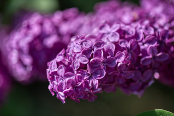 Картинка цветы сирень фиолетовый цветение дерево весна сад флора