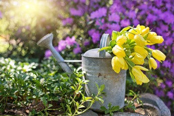 Картинка цветы тюльпаны лейка винтаж сад весна