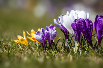 Картинка цветы крокусы весна крокус цвести цветок флора цветение природы