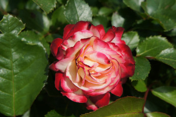 Картинка цветы розы розовый сад цветок весна природа