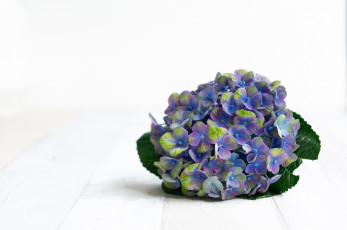 Картинка цветы гортензия фиолетовый цвести пурпурный синий
