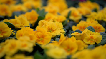 Картинка цветы примулы первоцвет жёлтый весна