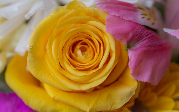 Картинка цветы розы роза макро