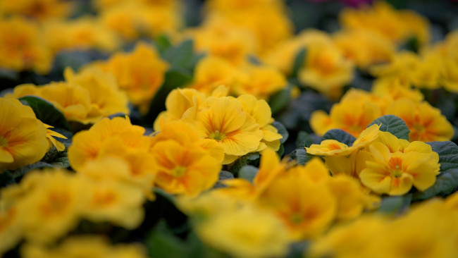 Обои картинки фото цветы, примулы, первоцвет, жёлтый, весна