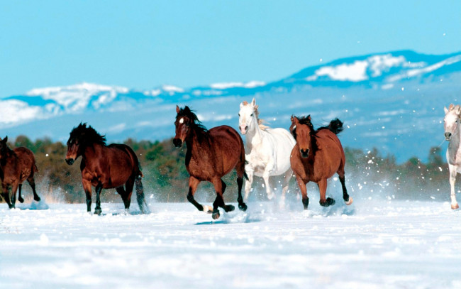 Обои картинки фото животные, лошади, табун, снег, горы