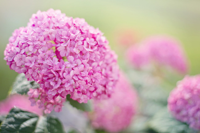 Обои картинки фото цветы, гортензия, гортензии, розовый, лето, сад
