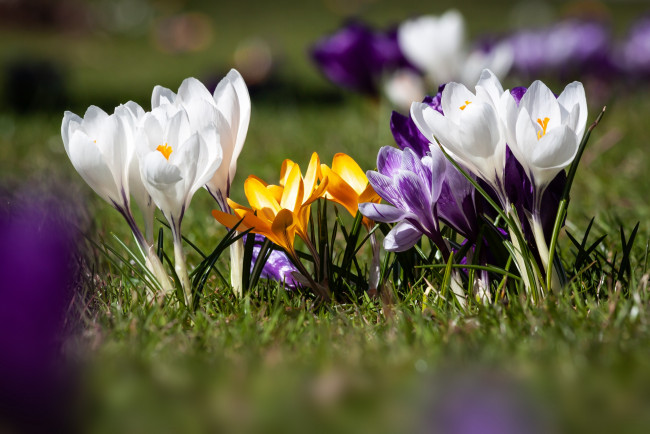 Обои картинки фото цветы, крокусы, весна, крокус, цвести, цветок, флора, цветение, природы