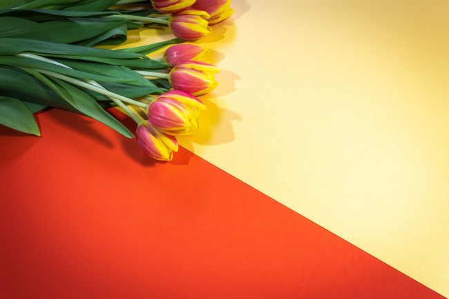 Обои картинки фото цветы, тюльпаны, букет, весна, природы