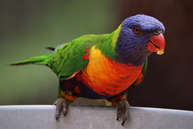 Обои картинки фото животные, попугаи, многоцветный, лорикет, еда, птица, наблюдение