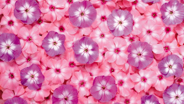 Картинка цветы флоксы розовые сиреневые