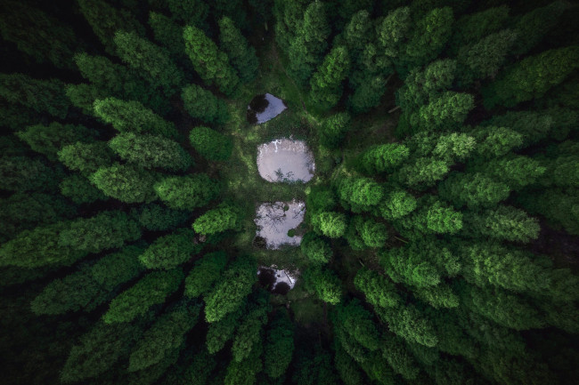 Обои картинки фото природа, лес, вода, деревья, озеро, вид, с, высоты, верхушки, деревьев