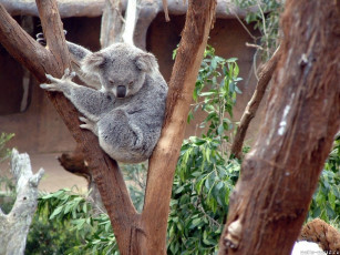 Картинка кто там животные коалы