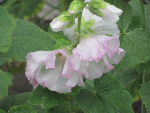 Картинка цветы мальвы бело-розовые мокрые